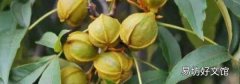 野生山核桃的功效与作用