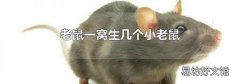 老鼠一窝生几个小老鼠