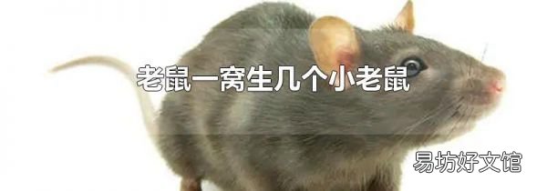老鼠一窩生幾個(gè)小老鼠