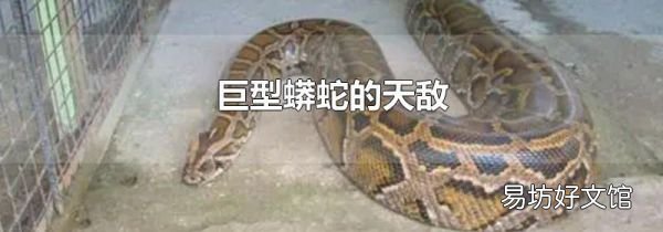 巨型蟒蛇的天敵