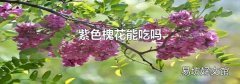紫色槐花能吃吗