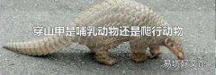 穿山甲是哺乳动物还是爬行动物