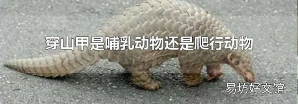 穿山甲是哺乳動(dòng)物還是爬行動(dòng)物