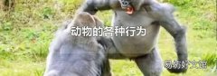 动物的各种行为
