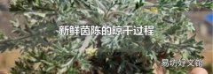 新鮮茵陳的晾干過程