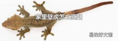 家里壁虎怎么驅趕