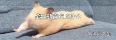金丝熊喜欢吃什么