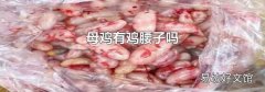 母鸡有鸡腰子吗
