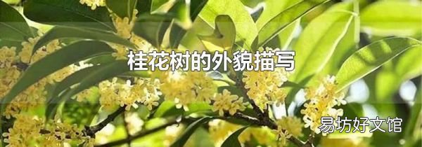 桂花树的外貌描写