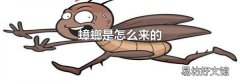 蟑螂是怎么来的