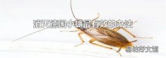 消滅德國小蠊最有效的辦法