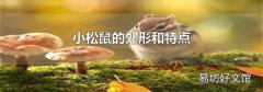 小松鼠的外形和特點