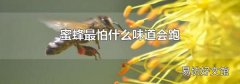 蜜蜂最怕什么味道會跑