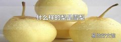 什么样的梨是雪梨