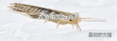 衣鱼虫怎么消灭