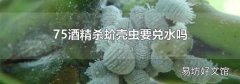 75酒精杀蚧壳虫要兑水吗