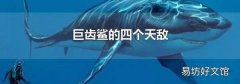巨齿鲨的四个天敌