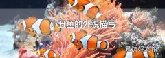 小丑鱼的外貌描写