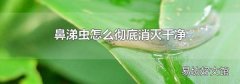 鼻涕虫怎么彻底消灭干净