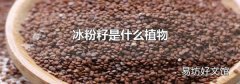 冰粉籽是什么植物