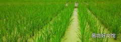 茭白是什么菜