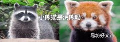 小熊猫是浣熊吗