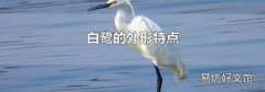 白鹭的外形特点