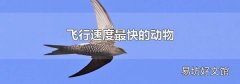 飞行速度最快的动物