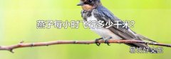 燕子每小时飞行多少千米?