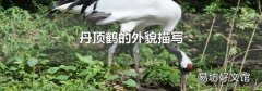 丹顶鹤的外貌描写