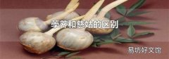 荸荠和慈姑的区别