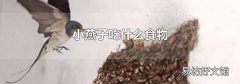 小燕子吃什么食物
