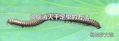 彻底消灭千足虫的方法