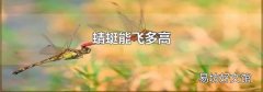 蜻蜓能飞多高