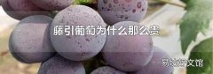 藤引葡萄为什么那么贵