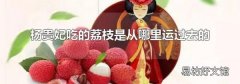 杨贵妃吃的荔枝是从哪里运过去的