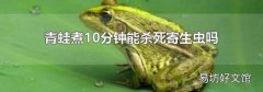 青蛙煮10分钟能杀死寄生虫吗
