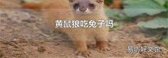 黃鼠狼吃兔子嗎