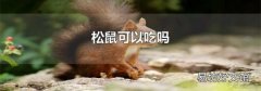 松鼠可以吃嗎