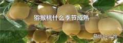 獼猴桃什么季節成熟