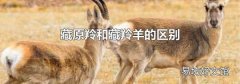 藏原羚和藏羚羊的区别