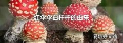 红伞伞白杆杆的由来