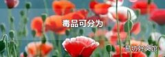 毒品可分为