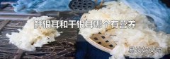 鲜银耳和干银耳哪个有营养