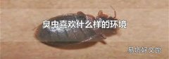 臭虫喜欢什么样的环境