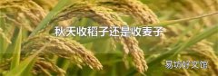 秋天收稻子还是收麦子