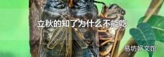 立秋的知了为什么不能吃