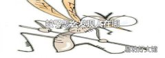 蚊子怎么发现人在哪