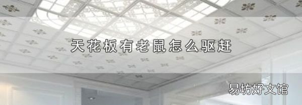 天花板有老鼠怎么驱赶