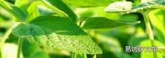黄豆叶子能当菜吃么